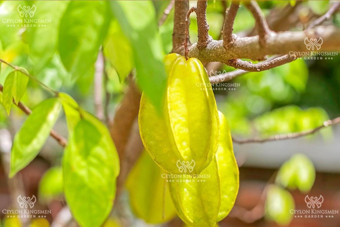 Ceylon Kingsmen Garden Hotel - Katunayake Νεγκόμπο Εξωτερικό φωτογραφία